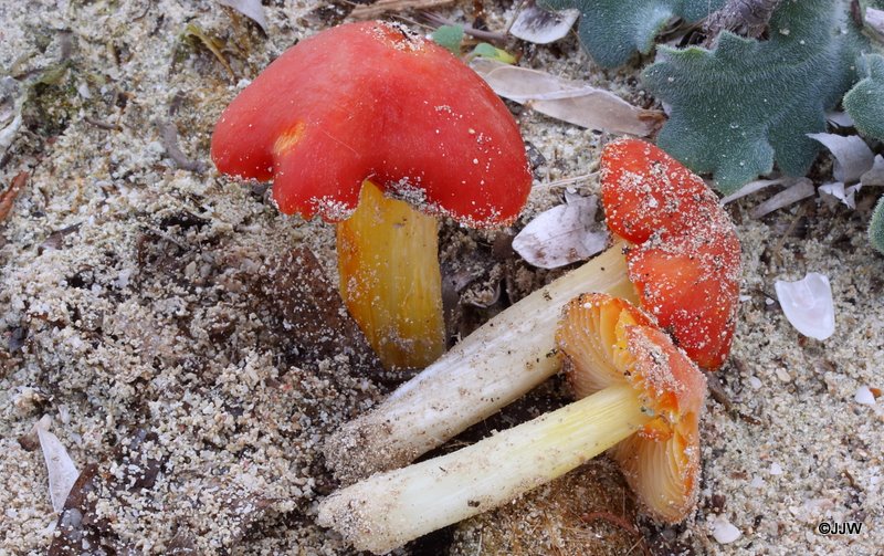 Hygrocybe aurantiolutescens